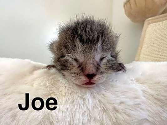 Photo of Joe #image