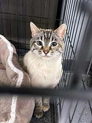 Photo of Pacifica #image