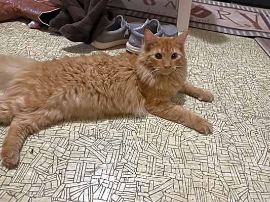 Photo of Oliver #image