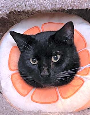 Photo of Toothless #image