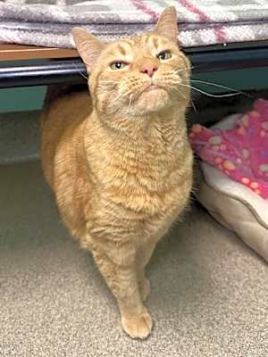 Photo of Midna #image