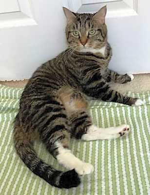 Photo of Mocha #image