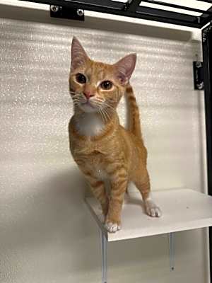 Photo of Goober #image