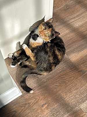 Photo of Mocha #image