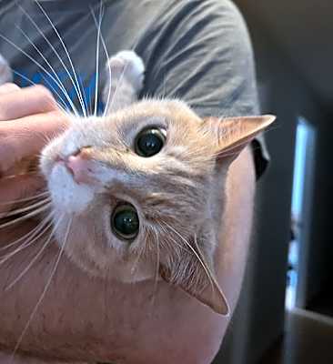 Photo of Simba Kitty #image