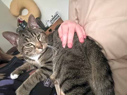 Photo of Baki #image