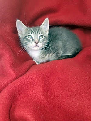 Photo of Sterling #image