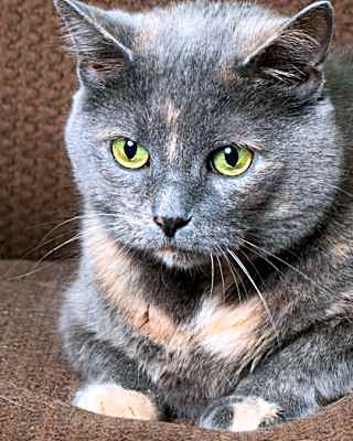 Photo of Moonpie #image