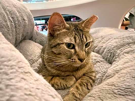 Photo of Cranberry #image