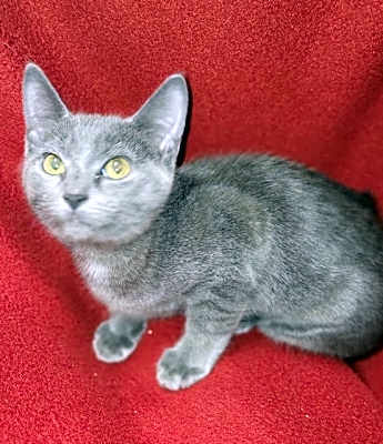 Photo of Clementine #image