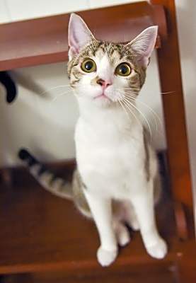 Photo of Pippi #image