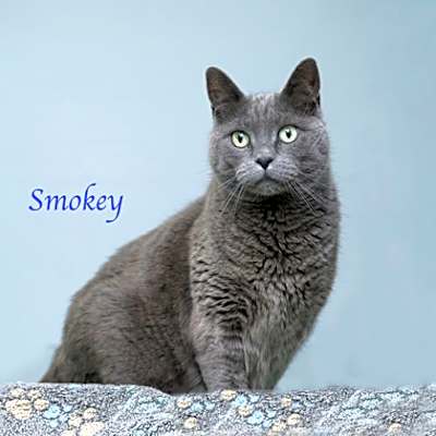 Photo of Smokey #image
