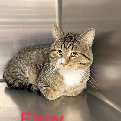 Photo of Elroy #image