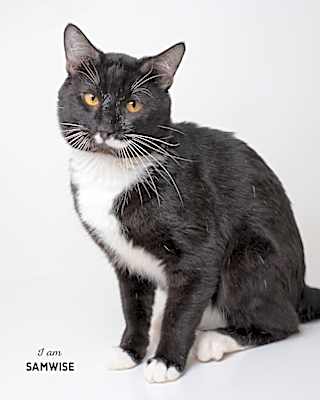 Photo of Samwise #image