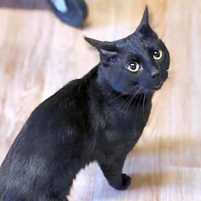 Photo of Panther  #image