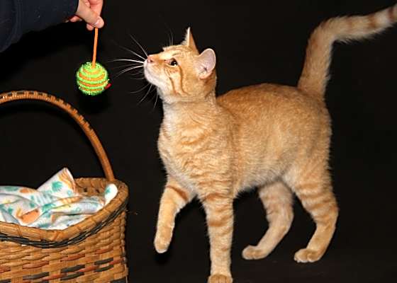 Photo of Johnny (Neutered) #image