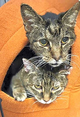 Photo of Miss Kitty and Tiger #image