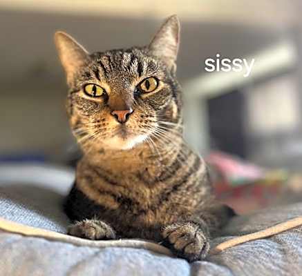 Photo of Sissy #image