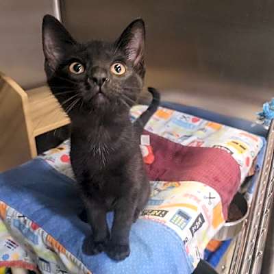 Photo of Z Litter : Zyree #image