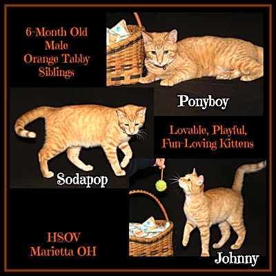 Photo of Johnny, Ponyboy & Sodapop #image