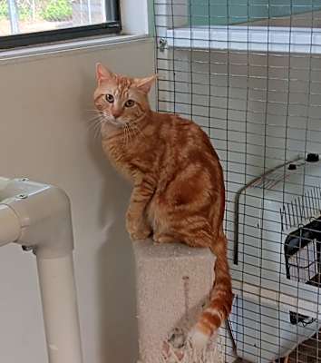 Photo of Garfield #image
