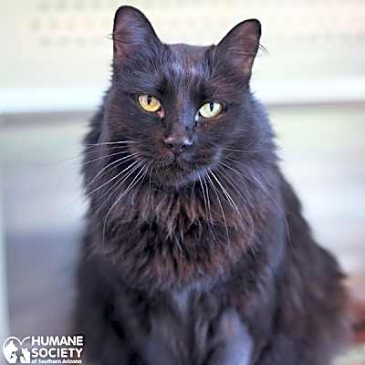 Photo of RAVEN #image