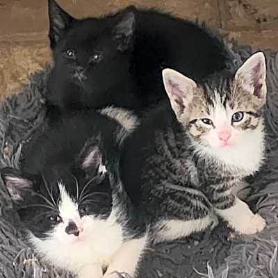 Photo of Bill, Ted, Joe #image