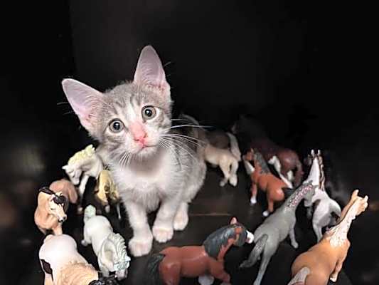 Photo of Bunny #image