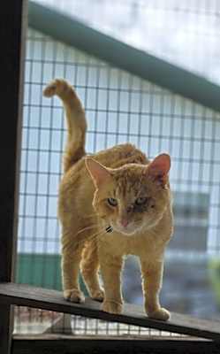 Photo of Rodney Cat #image