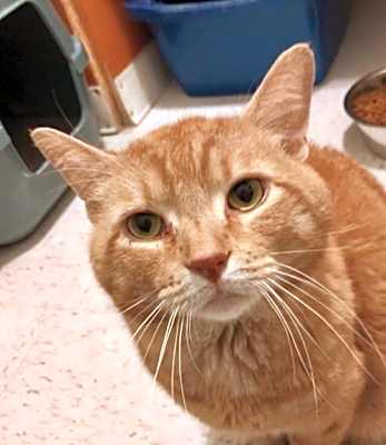 Photo of Sir Sammy #image