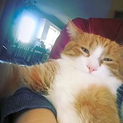 Photo of Marshmallow #image