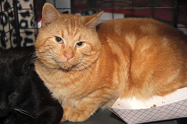 Photo of Mango Tango (Neutered) #image