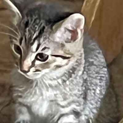 Photo of Tommy #image