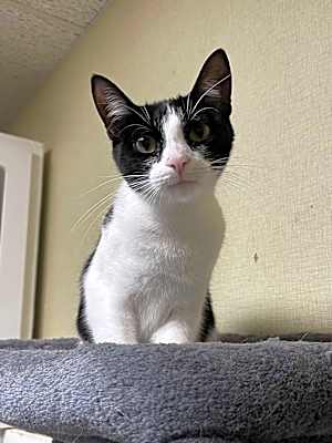 Photo of Domino #image