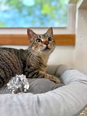 Photo of Ashley Paws #image
