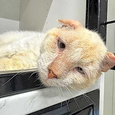 Photo of Mortimer JG #image