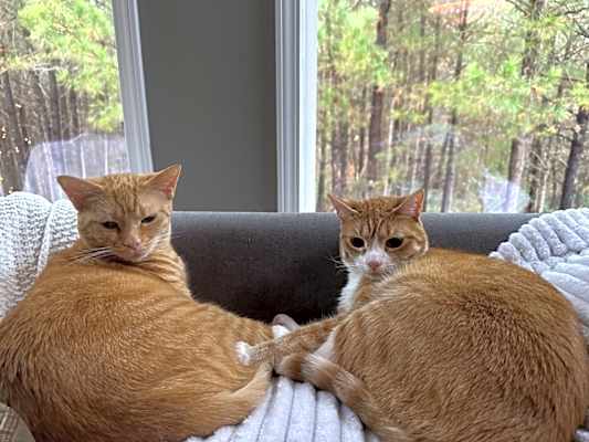 Photo of Ember and Izzy #image