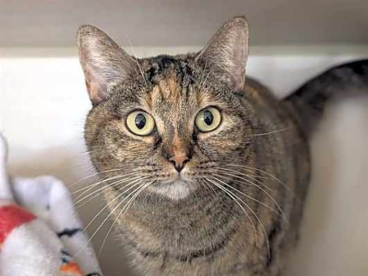 Photo of CHIQUITA #image