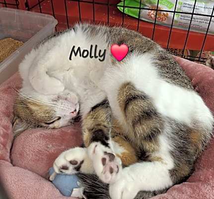 Photo of Molly #snugglicious #image