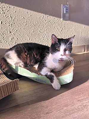 Photo of Sweet Caroline #image