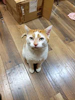 Photo of Renzo #image