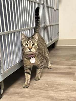 Photo of Tigerstar #image