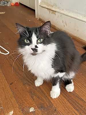 Photo of Nezuko #image