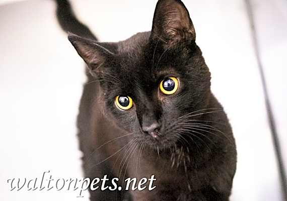 Photo of Nigel #18746 #image