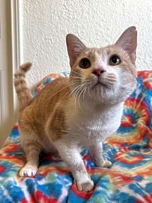 Photo of Cheerio #image