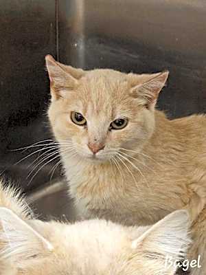 Photo of Bagel #image