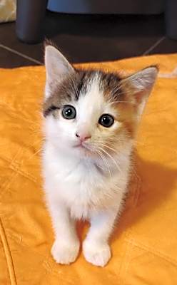 Photo of Snickers #image
