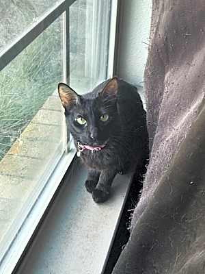 Photo of Zara #image
