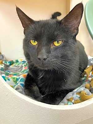Photo of Vader #image