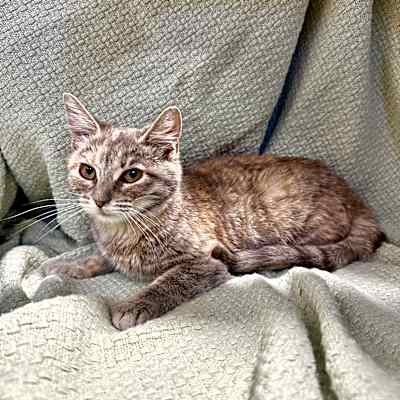 Photo of Wonton (previously JK 17) #image